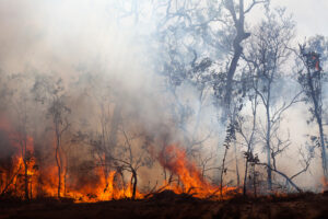 bushfire