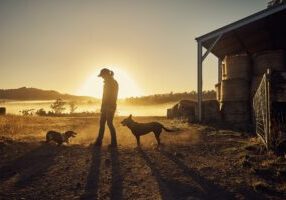 farm sunrise